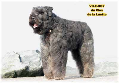 VILE BOY © Elevage de bouviers des flandres du Clos de la Luette specialisé pour le bouvier des flandres Copyrigth depose